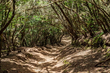 View on Tenerife island from Anaga Rural Park road.