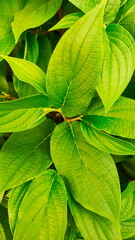 green leaves background