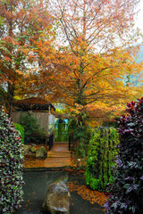 Autumn, larch, forest, larch leaves, turning red