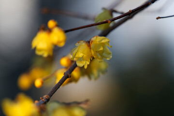 ロウバイの黄色い花