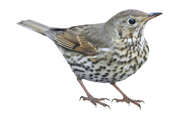 Song thrush (Turdus philomelos), songbird isolated, PNG on transparent background