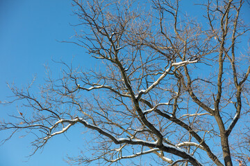 Tree branches in the snow against the blue sky.