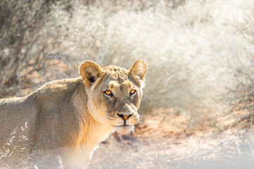 beautiful lioness walking through the bushh fo the kalahari desert in namibia