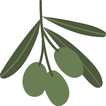 Olive branch