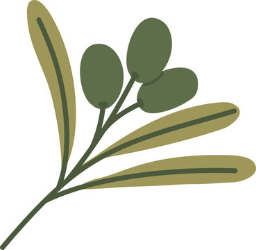 Olive branch