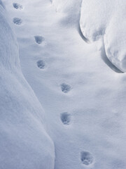 A cat footpath on a snow
