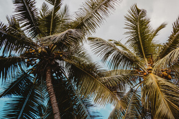 Obraz premium coconut palm trees