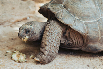 Fototapeta premium turtle on the rock eating fruit