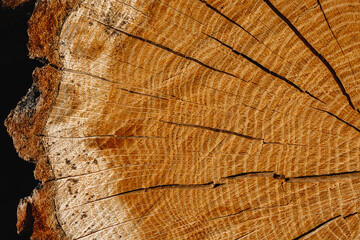 Wooden background texture. Felled round tree is shown in close-up with annual radial rings and cracks from center. Thick bark and black fungus on raw material.