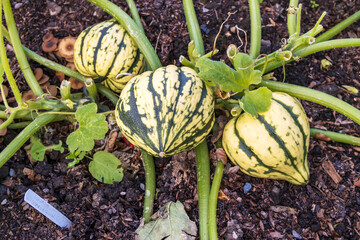 Green striped, acorn shaped Harlequin squash growing in a potager garden. 