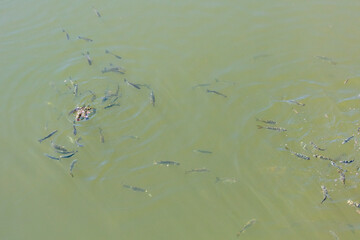 A flock of fish float on the surface of the water.