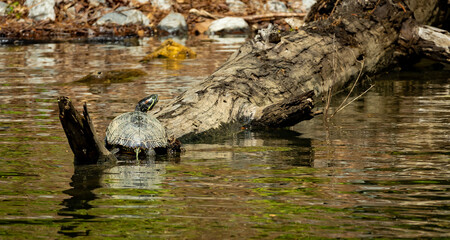 Red Eared slider basking on a log in a pond in Rome Georgia.