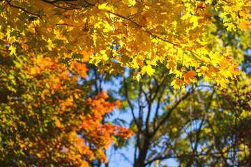 autumn leaves in the sun
