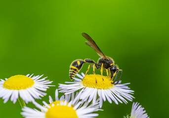 Potter wasp on a white aster flower blossom