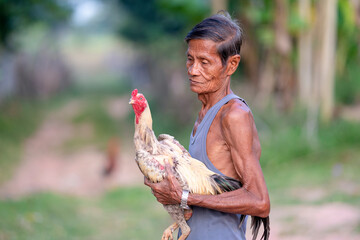  portrait rooster fighting cock and uncle owner. old man farmer hold gamecock on hand in...