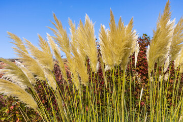 Cortaderia selloana or tall pampas grass, flowering plant in the Poaceae family.