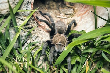 The friendly neighbour 