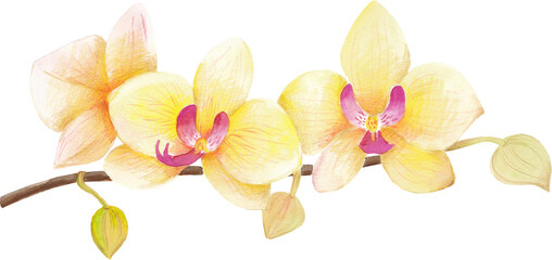 Watercolor hand drawn hawaiian illustration with yellow orchid flowers
