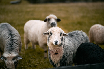 Fototapeta premium Portrait of a sheep with a bell on the neck. Sheep on a beautiful landscape background. Mountain landscape after the rain.