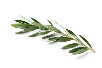 Single fresh olive twig close up on white background