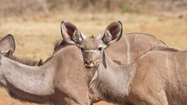 Young kudu bull with tiny horns looks at camera and chews food. Closeup