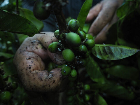 Close up of farmer hands harvesting raw green coffee beans from a coffee plant