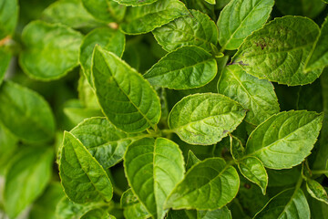 畑で成長する緑の葉（6月）