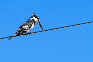 bird on a wire, Pied Kingfisher on a wire, Ceryle rudis