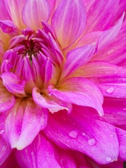 Bright pink flower petals with dew drops close-up