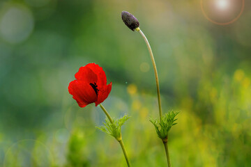 red poppy in the field