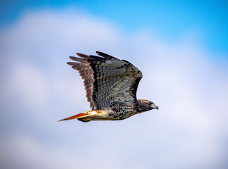 Hawk 2