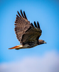 Hawk 1