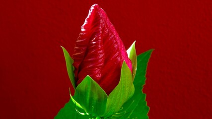 Hibiskus, Blüte rot-rosa © Omm-on-tour