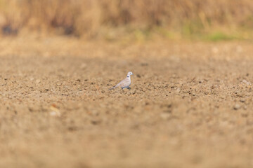 Eurasian collared dove (Streptopelia decaocto) at Bosipota, Hoogly, West Bengal, India.