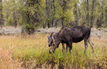 Cow and Calf Moose in Wyoming in Autumn