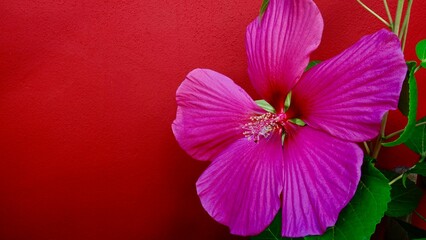Hibiskus, Blüte rot-rosa © Omm-on-tour