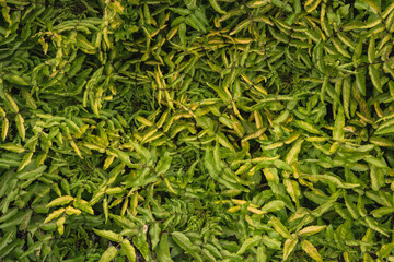 Leaves in Lily Valley, Big Sur