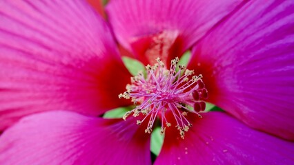 Hibiskus, Blüte rot-rosa © Omm-on-tour