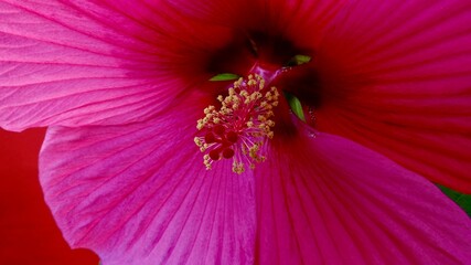 Hibiskus, Blüte rot-rosa © Omm-on-tour