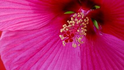 Hibiskus, Blüte rot-rosa © Omm-on-tour