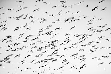 flock of birds flying, flock of flamingos