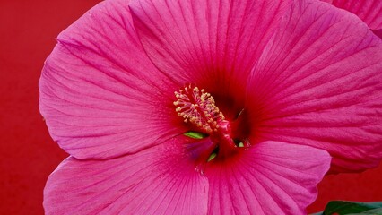 Hibiskus, Blüte rot-rosa © Omm-on-tour