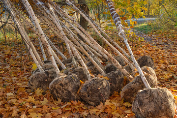 Planting tree in autumn. Close-up of young tree ready to be planted. Environment and ecology concept