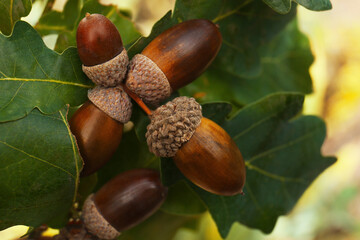 Oak branch with acorns and leaves outdoors, closeup