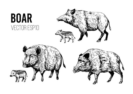 Wild boar sketch. Engraving style. Vector illustration