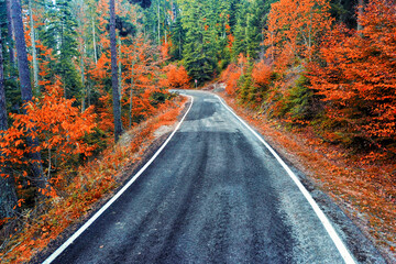 Fototapeta premium road in autumn forest