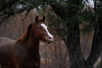 Fresh and spirited sorrel gelding horse in rainy weather on Texas farm outdoors.