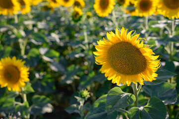 Close up sunflower in the field with blue sky.