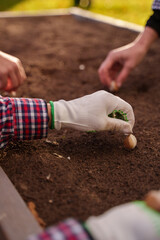 Shot of female farmers working together harvesting garlic in modern farm.