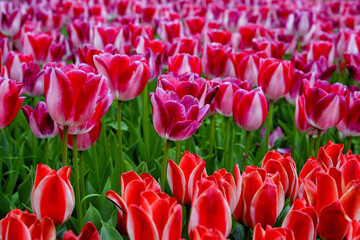 red and white tulips